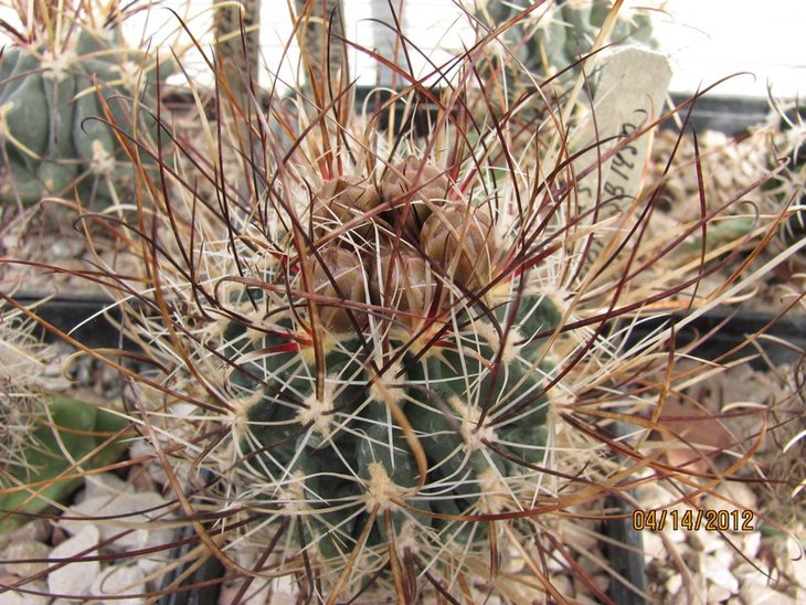 Sclerocactus spinosior