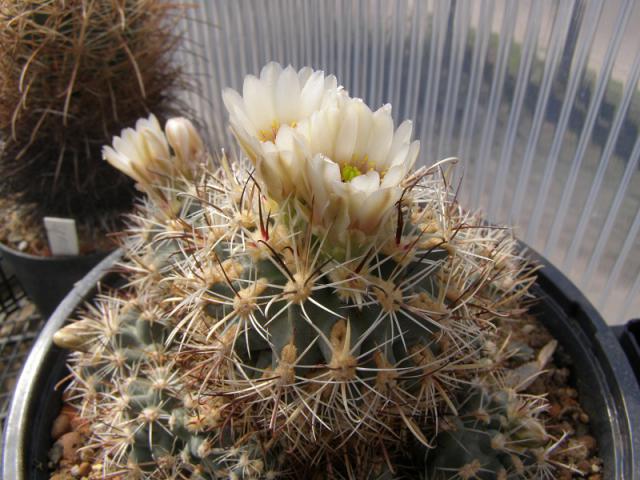 Склерокактус (Sclerocactus)  Часть II
