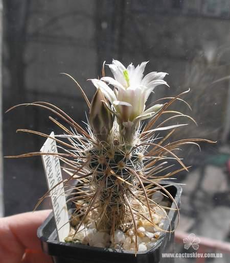 Toumeya papyracantha