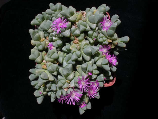 Гиббеум (Gibbaeum (Haworth) N.E. Brown)