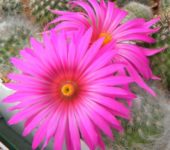 Mammillaria (Krainzia) guelzowiana v. robustior