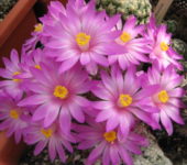Mammillaria saboae ssp. goldii