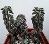 Peperomia wolfgang-krahnii