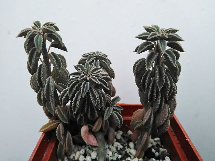 Пеперомия (Peperomia)