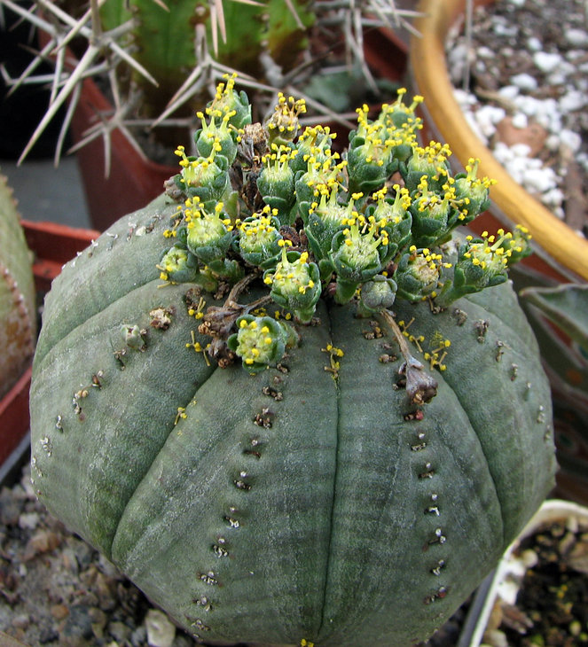 Euphorbia obessa в цвету