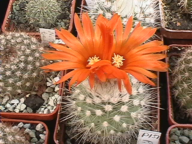 Parodia nivosa