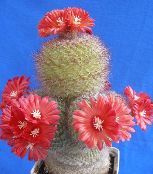 PARODIA rubriflora (microsperma)