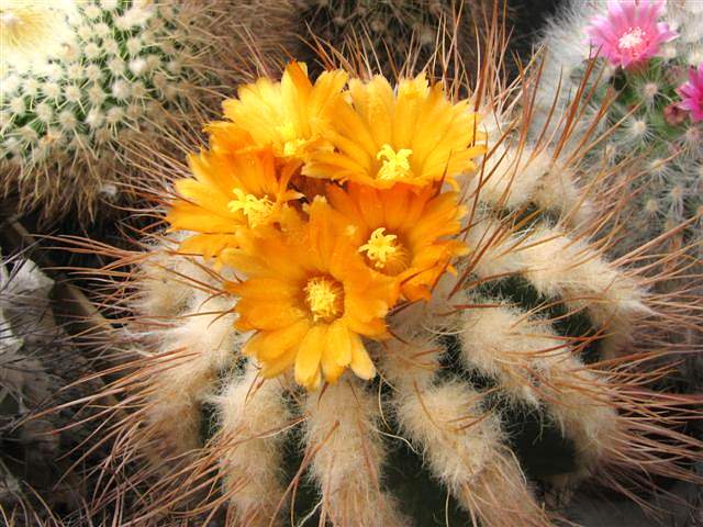 PARODIA comosa (ayopayana)