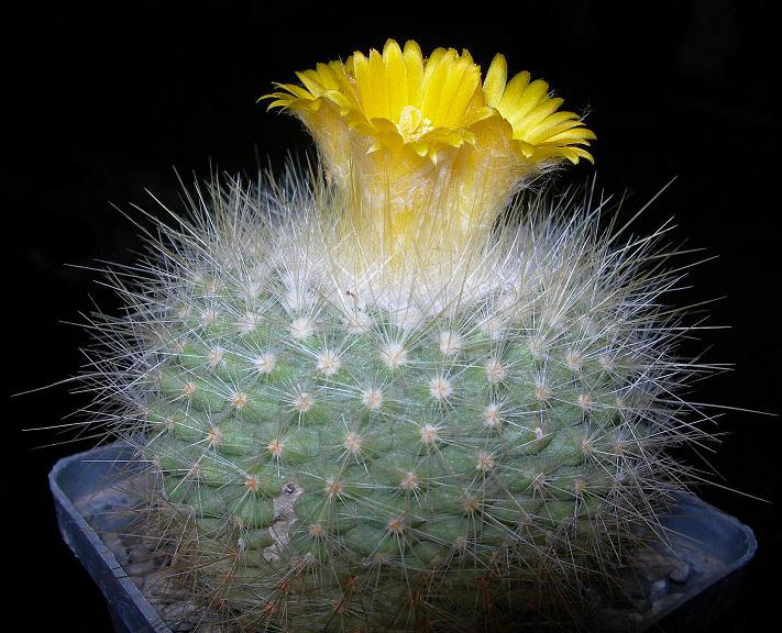 PARODIA chrysacanthion