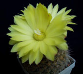 PARODIA formosa