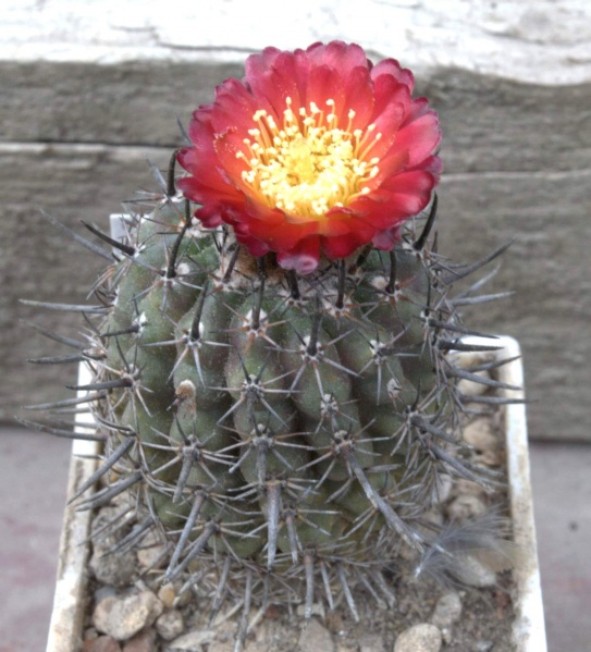 Parodia subterranea