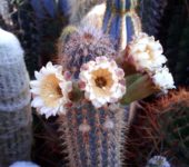 Pilosocereus gounellei
