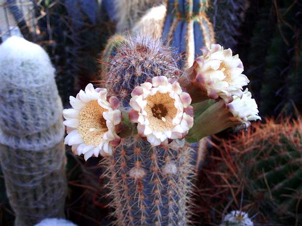 Пилозоцереус (Pilosocereus)