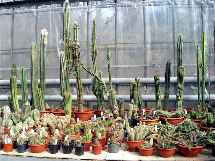 Пилозоцереус (Pilosocereus) 4 Пилозоцереус (Pilosocereus) | 2