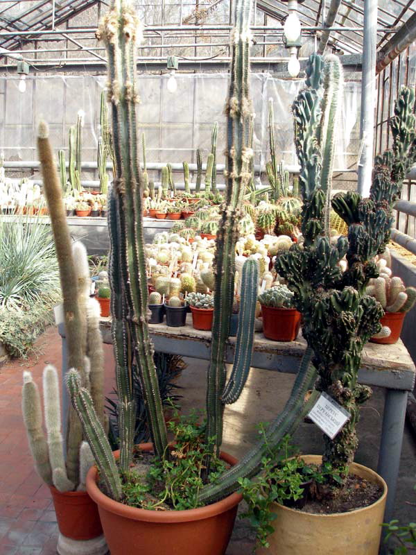 Пилозоцереус (Pilosocereus) 3 Пилозоцереус (Pilosocereus) | 1
