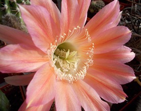 невкорінена діточка Echinopsis 344 Pisco, d = 2,2 см