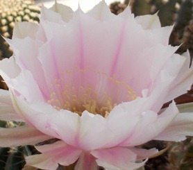діточка Echinopsis A023 Hermes, d = 1,5 см | 30