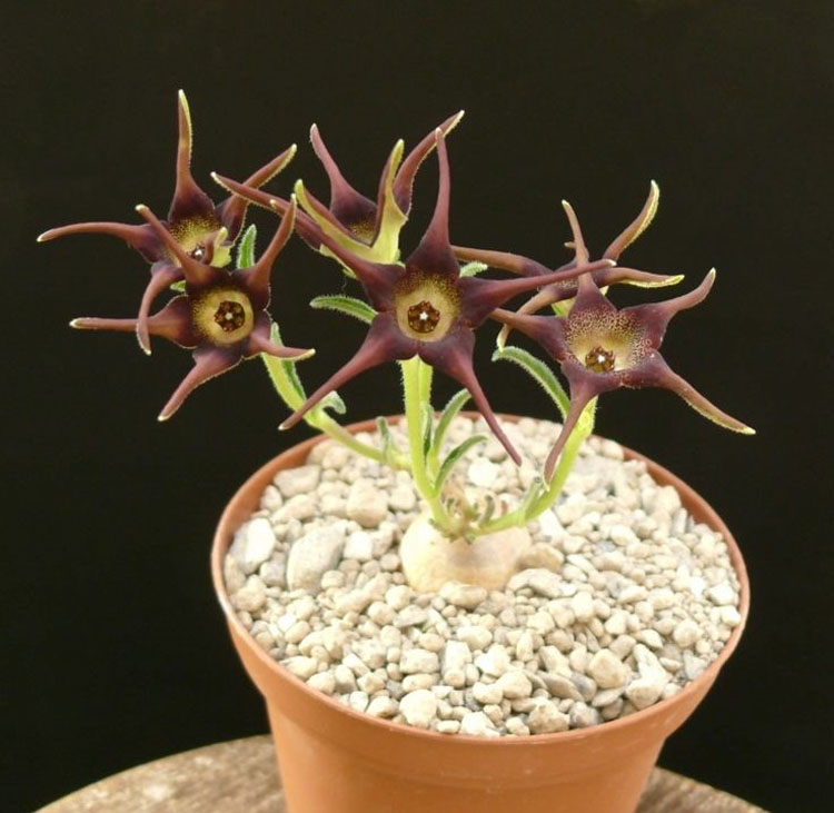 Brachystelma foetidum