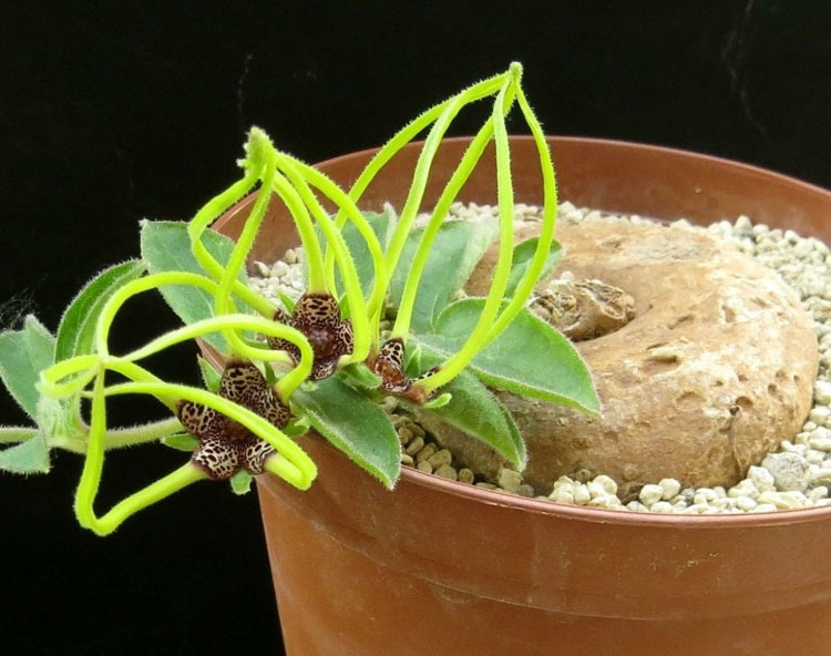 Brachystelma megasepalum