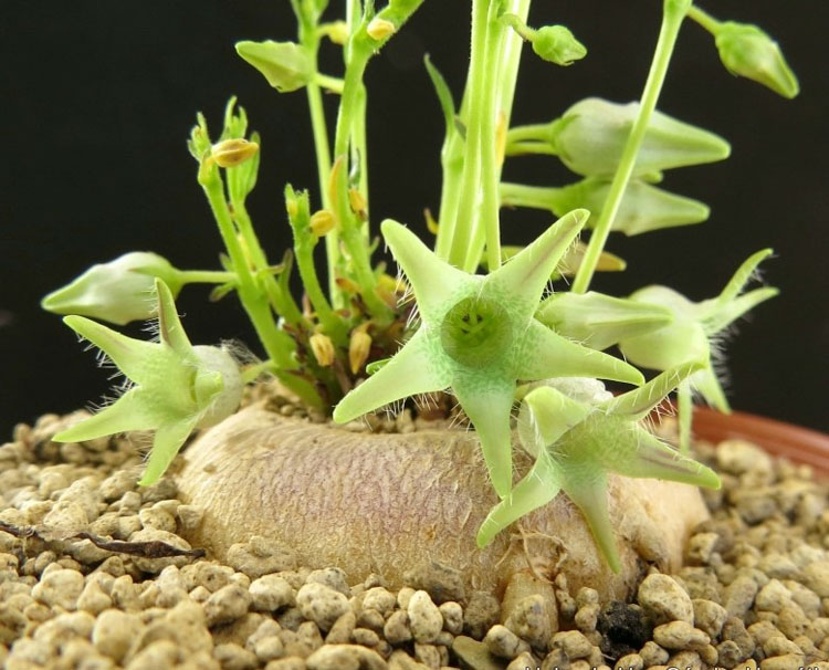 Brachystelma meyerianum