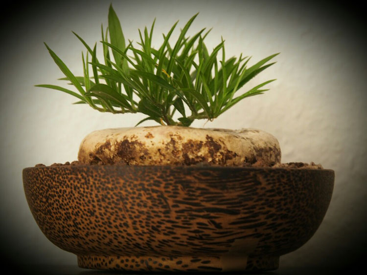 Brachystelma plocamoides