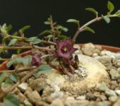 Brachystelma pulchellum
