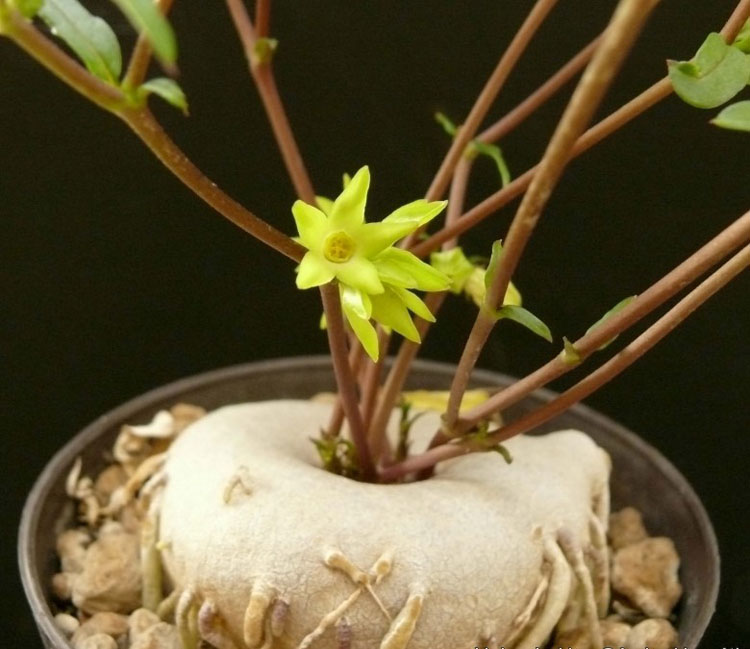 Brachystelma vahrmeijeri