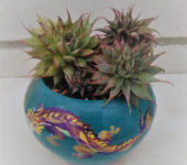 Graptopetallum ‘Silver Star’
