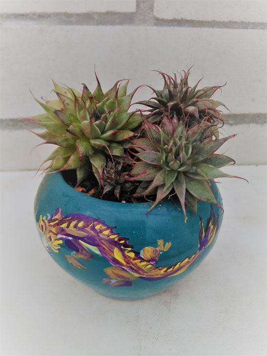 Граптопеталлум (Graptopetallum)