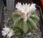 Aztekiun ritteri