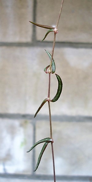 Ceropegia linearis