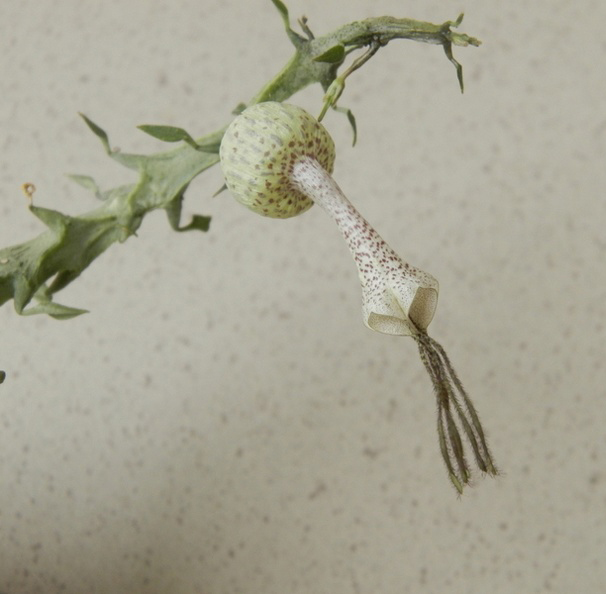 Ceropegia simoneae