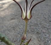 Ceropegia stapeliiformis