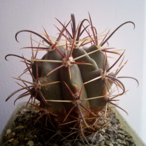 Ferocactus gracilis f. coloratus | 41