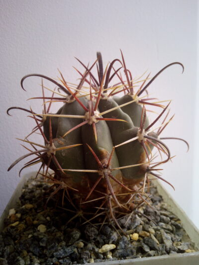 Ferocactus gracilis f. coloratus
