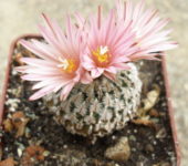Pelecyphora (Turbinicarpus) pseudopectinatus