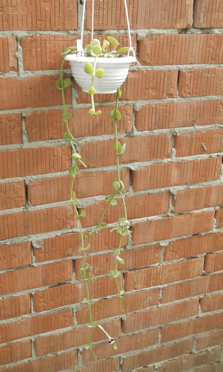 Церопегия (Ceropegia) | 1
