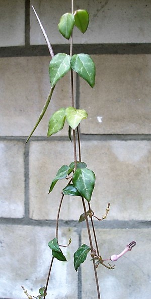 Плоды и цветки Ceropegia barklyi