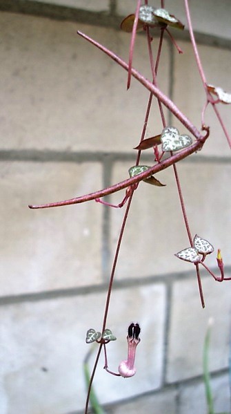 Плоды и цветки Ceropegia woodii