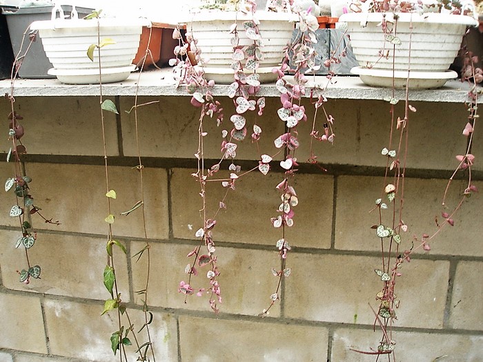 Церопегия (Ceropegia) | 2