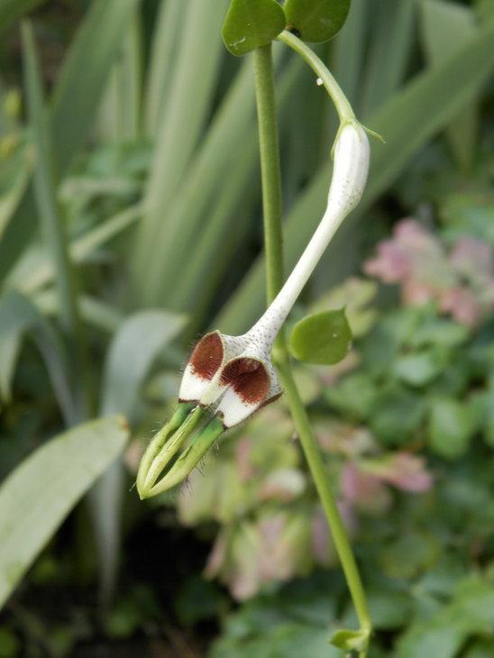 Цветок ceropegia radicans