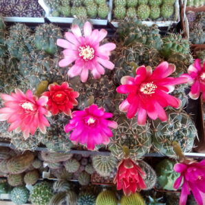 насіння Gymnocalycium baldianum