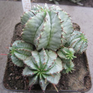 Euphorbia horrida v. striata alba | 45