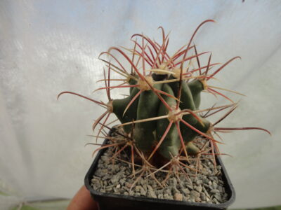 Ferocactus cylindraceus ssp. eastwoodi RP74