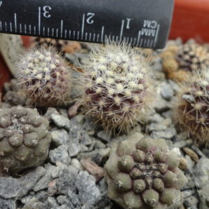 Eriosyce curvispina v.choapensis FK425 | 35