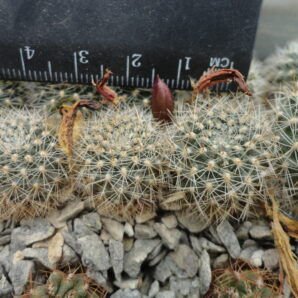 Aylostera albipilosa FR754 | 9
