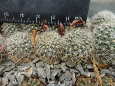 Aylostera albipilosa FR754