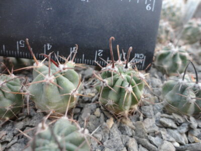 Lobivia ferox v.longispina TB 397.2