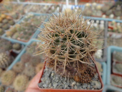 Eriosyce curvispina