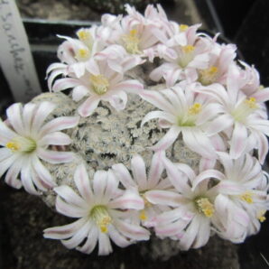 Mammillaria sanchez-mejoradae
